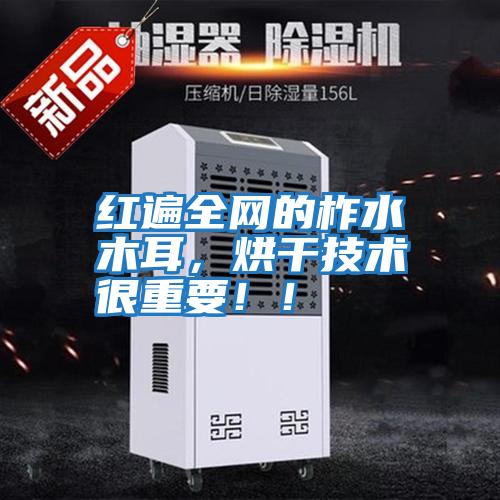 紅遍全網的柞水木耳,烘干技術很重要!!