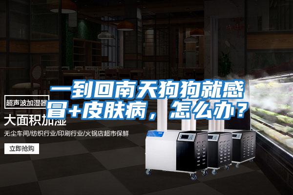 一到回南天狗狗就感冒+皮膚病，怎么辦？