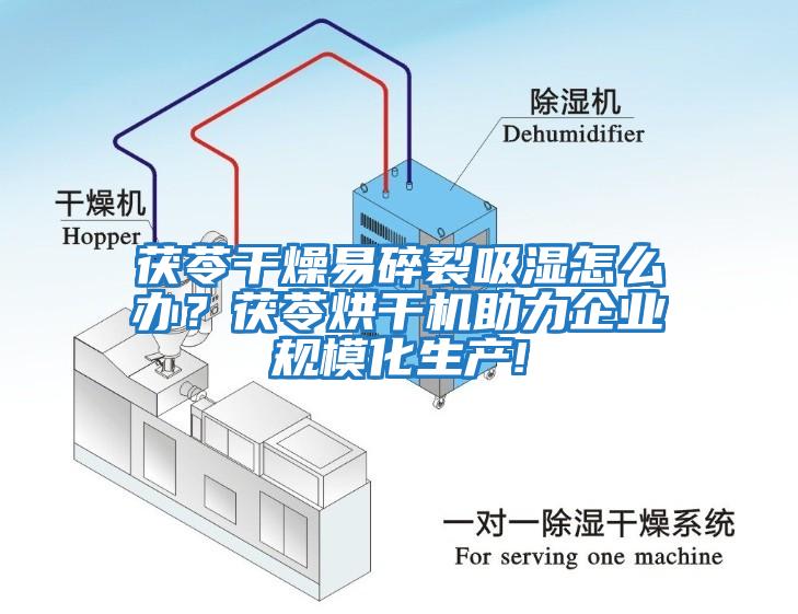 茯苓干燥易碎裂吸濕怎么辦？茯苓烘干機(jī)助力企業(yè)規(guī)模化生產(chǎn)!